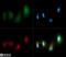 Microtubule Associated Protein 1 Light Chain 3 Alpha antibody, PA1-16931, Invitrogen Antibodies, Immunofluorescence image 