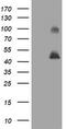 MAGE Family Member A3 antibody, TA800829BM, Origene, Western Blot image 