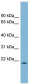 Parkin Coregulated Like antibody, TA340381, Origene, Western Blot image 