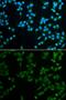 Spindlin-1 antibody, GTX54689, GeneTex, Immunofluorescence image 