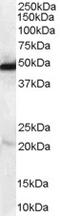 N-Myc Downstream Regulated 1 antibody, orb18830, Biorbyt, Western Blot image 