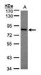 Ribosomal Protein S6 Kinase A1 antibody, LS-C185742, Lifespan Biosciences, Western Blot image 