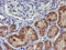 Uracil DNA Glycosylase antibody, M01672-1, Boster Biological Technology, Immunohistochemistry paraffin image 