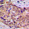 Tyrosine 3-Monooxygenase/Tryptophan 5-Monooxygenase Activation Protein Theta antibody, LS-C354151, Lifespan Biosciences, Immunohistochemistry paraffin image 