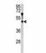 Angiopoietin Like 7 antibody, F49671-0.4ML, NSJ Bioreagents, Western Blot image 