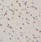 FTO Alpha-Ketoglutarate Dependent Dioxygenase antibody, FNab09787, FineTest, Immunohistochemistry frozen image 