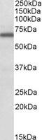 Gap Junction Protein Alpha 1 antibody, 46-995, ProSci, Western Blot image 