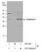 Arginase 1 antibody, GTX109242, GeneTex, Immunoprecipitation image 