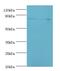 Anaphase Promoting Complex Subunit 5 antibody, LS-C380241, Lifespan Biosciences, Western Blot image 