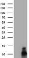 FXYD Domain Containing Ion Transport Regulator 3 antibody, TA504726S, Origene, Western Blot image 