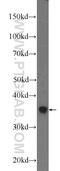DDRGK Domain Containing 1 antibody, 21445-1-AP, Proteintech Group, Western Blot image 