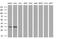 CTD Small Phosphatase 1 antibody, MA5-25382, Invitrogen Antibodies, Western Blot image 