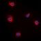 Retinol Binding Protein 5 antibody, orb315683, Biorbyt, Immunofluorescence image 