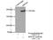 Dedicator Of Cytokinesis 9 antibody, 18987-1-AP, Proteintech Group, Immunoprecipitation image 