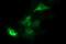Tubulin Beta 1 Class VI antibody, NBP2-46245, Novus Biologicals, Immunofluorescence image 