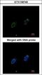 Replication Protein A1 antibody, GTX108749, GeneTex, Immunofluorescence image 