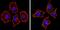 Spectrin Beta, Erythrocytic antibody, GTX22808, GeneTex, Immunofluorescence image 