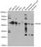 Regulator Of G Protein Signaling 20 antibody, 23-442, ProSci, Western Blot image 