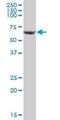 Citrin antibody, H00010165-B01P, Novus Biologicals, Western Blot image 