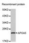 Apolipoprotein A5 antibody, LS-C335159, Lifespan Biosciences, Western Blot image 