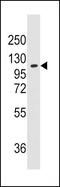 Alanyl-TRNA Synthetase antibody, PA5-14495, Invitrogen Antibodies, Western Blot image 