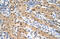 Eukaryotic Translation Initiation Factor 3 Subunit M antibody, 30-392, ProSci, Immunohistochemistry paraffin image 