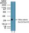 Catenin Beta Like 1 antibody, PA5-23354, Invitrogen Antibodies, Western Blot image 