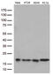 TRNA Splicing Endonuclease Subunit 15 antibody, LS-C793103, Lifespan Biosciences, Western Blot image 