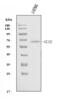 Glutaminase 2 antibody, A05334-1, Boster Biological Technology, Western Blot image 