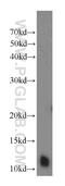 Dynein Axonemal Light Chain 4 antibody, 10388-1-AP, Proteintech Group, Western Blot image 