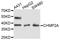 Charged Multivesicular Body Protein 2A antibody, abx125671, Abbexa, Western Blot image 