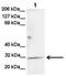 Glutathione Peroxidase 4 antibody, NBP1-54691, Novus Biologicals, Western Blot image 