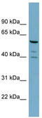 Rabex-5 antibody, TA334545, Origene, Western Blot image 