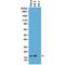 H3 Histone Family Member 3B antibody, GTX60889, GeneTex, Western Blot image 