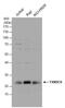 Thioredoxin domain-containing protein 9 antibody, PA5-30998, Invitrogen Antibodies, Western Blot image 