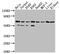 Apoptosis Inducing Factor Mitochondria Associated 1 antibody, CSB-RA296617A0HU, Cusabio, Western Blot image 