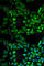 Inhibitor Of Nuclear Factor Kappa B Kinase Regulatory Subunit Gamma antibody, A0917, ABclonal Technology, Immunofluorescence image 