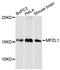 Myelin Protein Zero Like 1 antibody, LS-C748122, Lifespan Biosciences, Western Blot image 