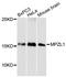 Myelin Protein Zero Like 1 antibody, LS-C748122, Lifespan Biosciences, Western Blot image 