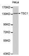 TSC Complex Subunit 1 antibody, abx000838, Abbexa, Western Blot image 