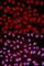 Nuclear Factor Of Activated T Cells 1 antibody, A1539, ABclonal Technology, Immunofluorescence image 