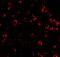 Caspase 6 antibody, 3469, ProSci Inc, Immunofluorescence image 