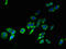 Transmembrane 4 L Six Family Member 1 antibody, orb357131, Biorbyt, Immunofluorescence image 