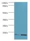 Membrane Magnesium Transporter 1 antibody, LS-C369986, Lifespan Biosciences, Western Blot image 