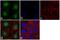 Protein Tyrosine Kinase 2 antibody, 39-6500, Invitrogen Antibodies, Immunofluorescence image 