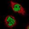Chromosome 17 Open Reading Frame 49 antibody, NBP1-82670, Novus Biologicals, Immunofluorescence image 