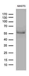 Peroxisome Proliferator Activated Receptor Delta antibody, M01557-2, Boster Biological Technology, Western Blot image 