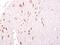 GTP Binding Protein 3, Mitochondrial antibody, PA5-31323, Invitrogen Antibodies, Immunohistochemistry frozen image 