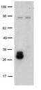 CD209 antigen antibody, 14-2092-82, Invitrogen Antibodies, Western Blot image 