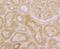 ORAI Calcium Release-Activated Calcium Modulator 3 antibody, NBP2-76956, Novus Biologicals, Immunofluorescence image 